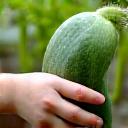 子供が野菜に触れる様子
